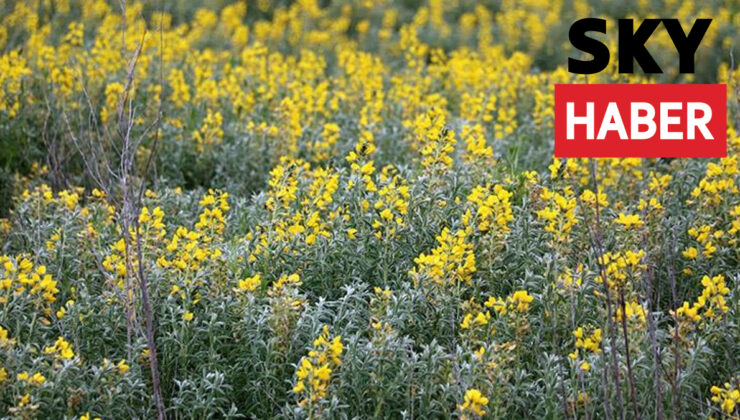Sadece Afyonkarahisar’da yetişiyor! Eber sarısı çiçeğini koparana 109 bin lira ceza kesiliyor