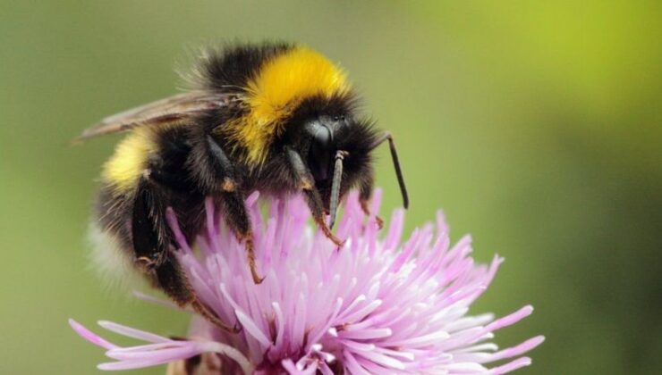 Yaban arıları deneyimli grup üyelerini izleme yoluyla sorun çözmeyi öğreniyor